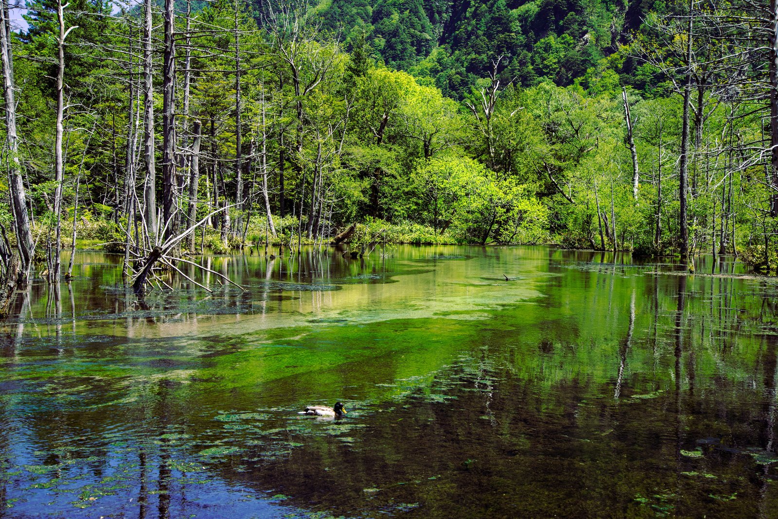 A duck swimming across the still green water of Dakesawa Marsh