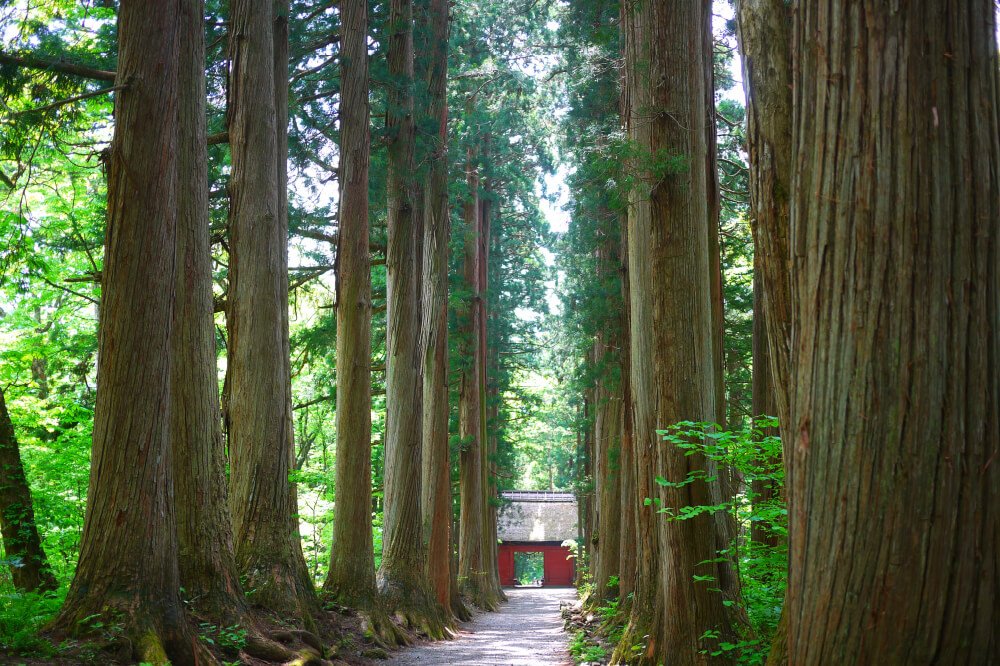 A row of centuries-old cedar trees lining the approach to Zuishinmon Gate