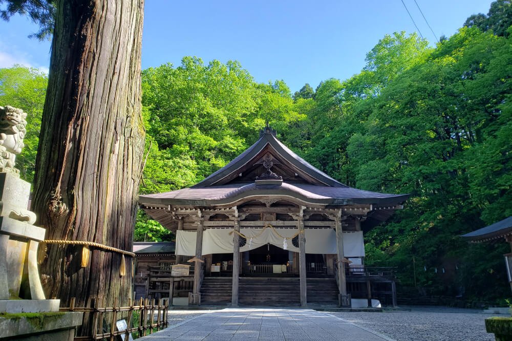 Chusha Shrine's main hall beside an ancient cedar tree