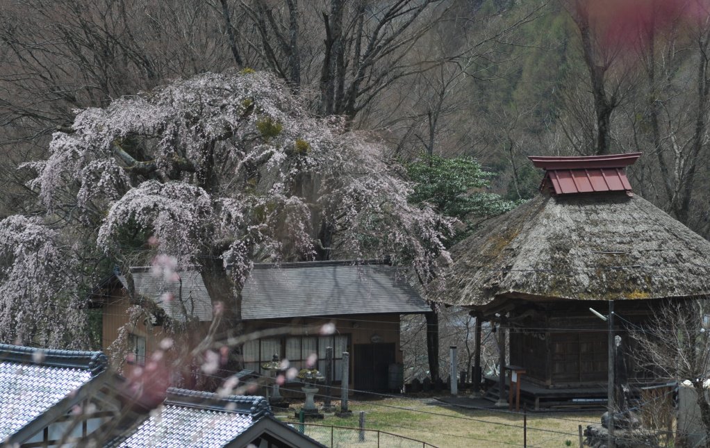A thatched-roof building and blooming cherry tree in Yabuhara-juku